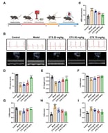 Cryptotanshinone alleviates physiological abnormalities caused by cardiac hypertrophy in vivo. (A) Schematic illustration of the cardiac hypertrophy model established by Ang II. (B) Electrocardiograms and echocardiograms of cardiac tissue in each group. QRS duration (C), PR interval (D), and ST height (E) of each group (n = 5). Echocardiographic assessment of each group (n = 5): LVIDd (F), LVIDs (G), IVSd (H), IVSs (I). Data are presented as mean ± standard deviation. #—significant difference versus control group; *—significant difference versus model group. * p < 0.05, ** p < 0.01, *** p < 0.001, ####/**** p < 0.0001, ns indicates no statistical significance. Created in BioRender. Xing, J. (2026) https://BioRender.com/hcqi0x2.