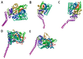 Robetta predicts the three-dimensional structure of the Sterol 14α-demethylase. (A) Model 1; (B) Model 2; (C) Model 3; (D) Model 4; (E) Model 5. Protein structures were visualized in PyMOL using default rainbow color scheme.