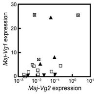 Maj-Vg1 and Maj-Vg2 expression levels in the hepatopancreas of the 18 previtellogenic individuals. Each symbol represents one individual plotted as Maj-Vg1 (y-axis) versus Maj-Vg2 (x-axis). The x-axis is shown on a logarithmic scale for clarity. Upward and downward triangles indicate samples selected for the high- and low-Maj-Vg1 groups, respectively, for mRNA-seq. Open squares denote individuals not used for mRNA-seq. Individuals marked with a cross that showed high Maj-Vg1 expression were excluded due to insufficient RNA quality or atypically high Maj-Vg2 expression. Although Maj-Vg2 expression serves as an indicator of vitellogenic stage, histological observations ultimately confirmed that all six selected individuals were at the previtellogenic stage (Figure S1).