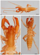 Colombiazomus karsticus n. sp., female holotype. (A) Habitus, dorsal view. (B) Propeltidium, mesopeltidium and metapeltidium, dorsal view. (C) Habitus, ventral view. Scale bars 0.5 mm.
