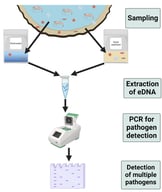 Detection and percentage of positive samples of shrimp pathogens utilizing eDNA. (A) Detection of an ~420 bp amplicon (black arrows) of the NHP-B genome from water (top row) and sediment (bottom row) samples. (B,C) Percentage of positive samples of IHHNV, MBV, SHIV, NHP-B and AHPND in water and sediment from Farm 1. (D,E) Percentage of positive samples of IHHNV, MBV, NHP-B and AHPND in water and sediment from Farm 2.