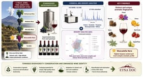 Quantitative volatile aroma composition for each class of substances in old-vine genotypes (Barbarossa Etna, Madama Nera, Minnella Nera, Moscatella Nera, and Terribile) and reference (Cabernet Sauvignon, Nerello Cappuccio, and Nerello Mascalese) wine samples. All values are expressed as mean ± standard deviation (n = 3). Different letters within each panel indicate significant differences among genotypes (Tukey’s HSD, p < 0.05).