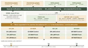 Schematic representation of winemaking and wine maturation: vinification of the grape lots, preparation of the fresh and mature lies, and composition of the 36 experimental wines (12 at each time point).
