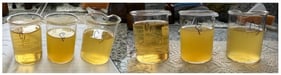 Visual appearance of the experimental treatments after pasteurization and centrifugation; from left to right: C1 (base beer, clear), C2 (beer with 15% mango pulp, visibly turbid), and C3 (mango pulp with pectinolytic enzyme treatment, intermediate clarity), illustrating the marked reduction in turbidity achieved by enzymatic treatment relative to C2.