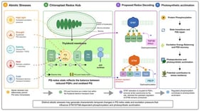 Conceptual framework of stress-induced PQ redox signaling and STN7/STN8-mediated photosynthetic acclimation. Environmental stresses differentially perturb photosynthetic electron transport and may generate characteristic temporal changes in the redox state of the PQ pool, although their direction and duration depend on stress intensity, exposure time, species, and physiological condition. PQH2 oxidation and turnover at the cyt b6f Qo site promote STN7 activation, leading to LHCII phosphorylation, state transitions, and excitation-energy redistribution, whereas TAP38/PPH1 reverses this process. STN8 phosphorylates PSII-core proteins involved in PSII remodeling and repair, while PBCP dephosphorylates these substrates; however, the upstream regulation of STN8 remains unresolved. Together, these complementary kinase–phosphatase modules contribute to antenna remodeling, PSII repair, and photosynthetic acclimation. Solid arrows indicate established biochemical or genetic relationships, whereas dashed arrows denote indirect, condition-dependent, proposed, or mechanistically unresolved pathways.