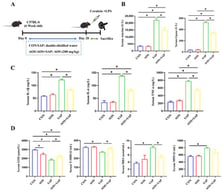 AOS supplementation mitigated the severity of SAP. (A) Schematic diagram of mouse groups; (B) serum amylase and lipase activities; (C) serum IL-1β, IL-6, and TNF-α levels; (D) serum GSH, T-SOD, MDA, and MPO levels. Error bars represent mean ± SEM, * p < 0.05, n = 6.