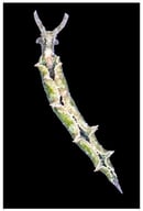 Photograph of Elysia papillosa collected from the algae Penicillus capitatus from Tarpon Springs, FL, USA.