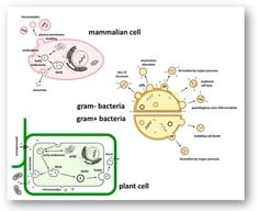Schematic overview of extracellular vesicle (EV) biogenesis in mammalian, bacterial, and plant cells.