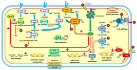 Schematic biosynthetic pathway of 3H-2B (acetoin) in Listeria monocytogenes [24]. Reprinted from Ref. [24] under the terms of the Creative Commons Attribution (CC BY 4.0) License.