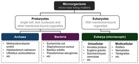 Categories and examples of microorganisms.
