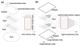 (a) Design of the cell culture chip. From top to bottom: 2 mm PMMA layer with adaptors, 260 μm double-sided tape (culture area), 60 μm double-sided tape (culture area), and cut Petri dish (culture surface). Scale bar = 1 cm. (b) Design of the light treatment chip. From top to bottom: 2 mm PMMA layer, 260 μm double-sided tape (shielding area), 60 μm double-sided tape (shielding area), and 2 mm PMMA layer with adaptors. The light-treatment chip is positioned beneath the cell-culture chip during blue light exposure, allowing the Congo red concentration gradient to generate a corresponding spatial gradient of transmitted blue light intensity. Scale bar = 1 cm.