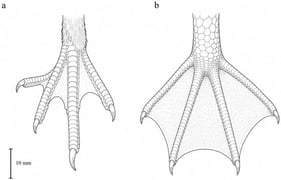 Variation in the totipalmate condition, illustrated in dorsal view. (a) Magnificent Fregatebird (Fregata magnificens), showing the reduced, deeply emarginated webbing characteristic of frigatebirds; (b) a pelican (Pelecanus sp.), showing the fully expanded webbing uniting all four digits, including the hallux. In both taxa the webbing involves digit I, the defining feature of the totipalmate foot. Scale bar = 10 mm. (a) Redrawn after Diamond and Schreiber [9]; (b) redrawn after Reichenow [10].