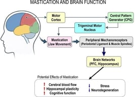 Hierarchical organization of the neural control of mastication. Volitional initiation of mastication originates in the CMA and associated sensorimotor cortical regions. Descending corticobulbar pathways activate the brainstem masticatory CPG, located primarily within the peritrigeminal region and parvocellular reticular formation. The rhythm generator establishes the basic chewing cadence, whereas the pattern generator organizes phase-specific activation of jaw-opening and jaw-closing motor pools. Trigeminal motoneurons serve as the final common pathway to the masticatory muscles. Continuous sensory feedback from periodontal mechanoreceptors, muscle spindles, and neurons of the MTN dynamically modulates ongoing chewing cycles. Basal ganglia, cerebellar, and limbic circuits provide additional modulatory control over movement initiation, force generation, and adaptive motor learning. Monoaminergic neuromodulatory inputs arising from the raphe nuclei (serotonin) and locus coeruleus (noradrenaline) regulate the excitability and rhythmic activity of the masticatory CPG. The cerebellum further contributes to masticatory control by optimizing movement accuracy, coordinating force production, and supporting adaptive sensorimotor learning during chewing.