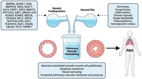 Genetic and environmental determinants of PAH. Schematic representation of the “two-hit” hypothesis in the pathogenesis of PAH. Genetic susceptibility arises from variants or mutations in genes associated with vascular remodeling and signaling pathways. Environmental or physiological “second hits” such as hormones, drugs and toxins, inflammation, chronic hypoxia, hemodynamic stress, and SNPs, further drive disease onset. The interaction of these factors leads to pulmonary vascular remodeling, a major pathological feature in PAH. The authors created this figure using FigureLabs.