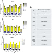 HA-related gene and protein expression across species. Expression of hyaluronan synthase (HAS) and hyaluronidase (HYAL) isoform RNA in human (A), pig (B) and mouse (C) brains by region and expressed as normalised transcripts per million (nTPM) according to the Human Protein Atlas (HPA) database Version: 25.0, updated 11 November 2025, accessed 29 January 2026 [54]. Abbreviations: cerebral cortex (CC), olfactory bulb (OB), hippocampal formation (HPC), amygdala (AMY), basal ganglia (BG), thalamus (THA), hypothalamus (HYP), midbrain (MB), cerebellum (CER), medulla oblongata (MO), spinal cord (SC), white matter (WM), choroid plexus (CP). (D) Characterisation of protein expression of HA-related enzymes in human brain samples from HPA confirmed the expression of HAS1 and HYAL2; however, expression of HAS2 and HAS3 was not detected by this resource, despite evidence of brain expression from the literature. Expression of HYAL1, HYAL3 and HYAL4 was not explored as part of the HPA project so no data on the expression of these enzymes in the HPA database exists.