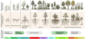 Plant root system evolution and transitions through Earth history. Schematic timeline showing major evolutionary stages of root systems (up) and corresponding Earth system responses (down) from the Silurian to present. Key transitions—the Devonian “Rooting Revolution” and Cretaceous–Cenozoic “Rhizosphere Expansion”—are highlighted.