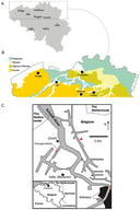 Location of the discovery of the holotype of Quasibalaena portisantuerpiae gen. et sp. nov. (A) map of Belgium; the rectangle indicates the region magnified in (B). (B) geological map of northern Belgium showing the main outcrops. (C) Close-up map of Antwerp and the location of the discovery of the holotype; the red triangle indicates the tunnel–canal–dock and the red rectangle indicates the Kattendijkdok; the discovery locality (red point) is indicated in the Antwerp harbor, a hotspot of past diversity and encourages further studies, valorization and conservation efforts.