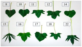 Morphological variation in leaf shape among the ten sweet potato accessions evaluated in this study. The accessions represent genetically distinct materials from the UNIVASF Active Germplasm Bank and illustrate the phenotypic diversity underlying differences in agronomic performance, fermentation characteristics, and nutritional composition.