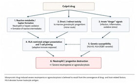 Schematic summary of the principal mechanisms proposed in idiosyncratic drug-induced severe neutropenia and agranulocytosis, integrating reactive-metabolite/hapten formation, innate danger signals, HLA-restricted antigen presentation, genetic susceptibility, and a minor contribution from direct marrow-progenitor toxicity.