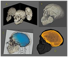 (A) Photogrammetry performed from video (credit: Philipp Gunz, MPI EVA Leipzig, License: CC-BY-SA 2.0). (B) One of the scale adjustments based on images of the findings. (C) Adjustment of the virtual donor to the endocranial structure (credit: Philipp Gunz, MPI EVA Leipzig, License: CC-BY-SA 2.0). (D) Segmentation of the endocranium from the anatomical deformation of the virtual donor. References available in [3].