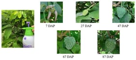 Applications of calcium (Ca) and gibberellic acid (GA3) at 7, 27, 47, 67, and 87 days after pollination (DAP).