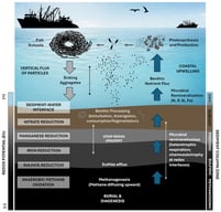 Generalized scheme of sequential microbial degradation mechanisms driven by the high concentration of organic matter (CH2O) settling in sediments of Eastern Boundary Upwelling Systems (EBUS). The characteristic high organic load drives the rapid depletion of oxygen via Aerobic Respiration (CH2O + O2 → CO2 + H2O), establishing a Steep Redox Gradient that concentrates the transition from oxic to anaerobic conditions within the upper few millimeters of the sediment–water interface. This sharp chemical boundary dictates the subsequent sequential use of less energetically favorable electron acceptors: Denitrification (NO3− → N2), Manganese Reduction (MnO2 → Mn2+), and Iron Reduction (Fe(OH)3 → Fe2+). In the deeper, strictly anoxic layers, Sulfate Reduction (SO42− → H2S) dominates, with the resultant soluble iron and sulfide immediately precipitating as black Iron Sulfide (FeS) in the sediment. In the deepest layers, Methanogenesis (CO2 → CH4) occurs, and the upward diffusing CH4 is effectively consumed by Anaerobic Oxidation of Methane at the sulfate–methane interface. Depending on the system, the benthic fauna (micro-, meio-, macro-, and megafauna) actively drives bioturbation, physically enhancing the flux of reactants and accelerating microbial remineralization rates. The collective output of these chemical and biological processes is the generation of dissolved, bioavailable inorganic nutrients (N, P, Si). This net upward movement, defined as the Benthic Nutrient Flux, constitutes a vital and sustained recycled nutrient contribution that significantly supplements the upwelling-driven fertility. This efficient supply mechanism fuels high levels of primary productivity in the euphotic zone and, subsequently, supports the massive secondary productivity (e.g., small pelagic fish schools) that forms the basis of major regional fishery yields observed in EBUS globally.