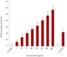 The DPPH (2,2-diphenyl-1-picrylhydrazyl) radical-scavenging activity of the methanolic extract of Oscillatoria limnetica. Methanol + DPPH (negative control); ascorbic acid (positive control). The bars of each bacterial concentration assigned different letters are significantly different at p < 0.05.