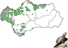 Distribution of Emys orbicularis in Andalusia represented using 10 × 10 km ETRS89 UTM grid cells. Grid cells with records after 2010 are shown in green, while those with records only prior to 2010 are shown in grey, illustrating temporal changes in the species’ occurrence. An inset map of Spain displays the national distribution of the species. Stable presence was maintained in 43% of the surveyed grid cells, indicating that nearly half of the historically occupied sites continue to support the species today.