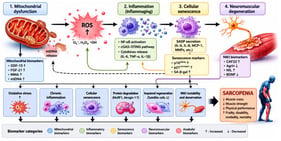Integrated mechanistic hypothesis of sarcopenia. This figure illustrates the major interconnected biological pathways involved in sarcopenia, highlighting mitochondrial dysfunction as a central mechanism linking inflammaging, cellular senescence, neuromuscular degeneration, anabolic resistance, and progressive muscle loss. Concept conceived and initially sketched by the authors. The graphical illustration was generated using OpenAI ChatGPT (GPT-5) based on the authors’ original sketch and subsequently refined, labeled, and scientifically validated in Microsoft PowerPoint by the authors. Abbreviations: GDF-15: Growth Differentiation Factor-15; FGF-21: Fibroblast Growth Factor-21; MMA: methylmalonic acid; mtDNA: mitochondrial DNA; IL-6: interleukin-6; TNF-α: tumor necrosis factor-alpha; IL-1β: interleukin-1 beta; MCP-1: monocyte chemoattractant protein-1; MMPs: Matrix metalloproteinases; p16INK4a: cyclin-dependent kinase inhibitor 2A; p21CIP/WAF1: cyclin-dependent kinase inhibitor 1A; SA-β-gal: senescence-associated beta-galactosidase; CAF22: C-terminal agrin fragment; NfL: neurofilament light chain; BDNF: brain-derived neurotrophic factor; ↑: increased/activated; ↓: decreased/inhibited.