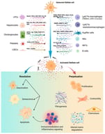 Cell-to-cell signaling network regulating hepatic stellate cell (HSC) activation, resolution and perpetuation of the fibrogenic response. Quiescent HSCs are exposed to signals from parenchymal and non-parenchymal liver cells: liver progenitor cells (LPCs, via Notch, TGFα, HGF, RGF, IL6, Hedgehog (Hh)), hepatocytes (ROS, Hh, nucleotides (NTs), lipid peroxidation (LPO) products, VEGF, IGF1, apoptotic bodies (ABs)), cholangiocytes (MCP1, IL6, TGFβ, PDGF, ET1, CTGF), platelets (PDGF, serotonin (5-HT), CXCL4) and liver sinusoidal endothelial cells (LSECs, via FGF1, CXCR4), together with signals from innate and adaptive immune cells like Ly6C^high and Ly6C^low macrophages (TREM2+, CD9+ in humans), Kupffer cells, NK cells, NKT cells and B cells, releasing TGFβ, PDGF, FGF2, GAL3, CCL2, IGFBP5, CCL18, MMP9, MMP12, IGF1, ROS, NOS, TGFβ1, MCP1, IL4, IL13, Hh and IFNγ. Upon activation, HSCs release VEGF-A, PDGF, TGFβ, MCP1 and ET-1 (acting both in a autocrine and paracrine manner), driving either Resolution (through deactivation, senescence and/or apoptosis) or Perpetuation of the fibrogenic response (characterized by HSC proliferation, contractility, chemotaxis, fibrogenesis, altered matrix degradation and immunomodulatory/inflammatory signaling). Created in BioRender. Cannito, S. (2026) https://BioRender.com/ky060fz.