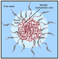 Schematic representation of a b-CN micelle. The white sphere shows the hydrophobic core of the micelle, formed by nonpolar amino acid residues. The light blue region represents the hydrophilic surface layer of the micelle, formed by polar amino acids, including negatively charged phosphoserines.