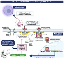 IL-6/JAK/STAT3 survival signaling in AML blasts. M2-like macrophage-associated IL-6 and OSM bind IL-6R/gp130 or OSMR/gp130 receptor complexes on leukemic blasts, inducing JAK2-mediated STAT3 phosphorylation, homodimerization, and nuclear translocation. Activated STAT3 drives transcription of BCL2L1 (Bcl-xL; anti-apoptotic survival) and SOCS3 (negative feedback inhibitor). Persistent SOCS3 overexpression reflects functionally insufficient feedback attenuation, sustaining constitutive STAT3 activation and chemoresistance. BCL2L1 transcript levels are quantified by RT-qPCR (inset). Arrows, activating signals; flat-headed lines, inhibitory interactions; P, phosphorylation. AML, acute myeloid leukemia; BCL2L1, B-cell lymphoma 2-like protein 1; IL-6, interleukin-6; IL-6R, IL-6 receptor; JAK2, Janus kinase 2; OSM, oncostatin M; OSMR, OSM receptor; RT-qPCR, reverse transcription quantitative PCR; SOCS3, suppressor of cytokine signaling 3; STAT3, signal transducer and activator of transcription 3. Created in BioRender. Zangana, K. (2026) https://BioRender.com/3kq206y, accessed on 21 May 2026.