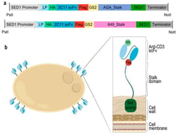 Diagram of the vectors and expression cassettes. (a) Schematic representation of the expression cassettes, including the SED1 promoter, leader peptide (LP), murine anti-CD3 scFv (2C11), hemagglutinin (HA) and FLAG tags for protein detection, carboxy-terminal domain, and transcription terminator. The constructs differ in the sequence and length of their stalk domain. (b) Schematic representation of cell wall-anchored scFv display in Saccharomyces boulardii.