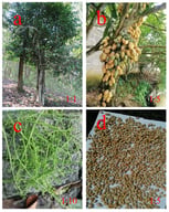 Morphology of Champereia manillana. (a) Whole plant; (b) Fruit; (c) Inflorescences; (d) Seeds. The red numbers indicate the scale ratios of each photograph.