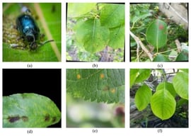 Types of pests and diseases: (a) beetle; (b) black_block; (c) dry blight; (d) scab; (e) rust; (f) health.