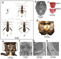 Morphology of Riptortus pedestris and the odor glands. (a) The dorsal view of the second-instar nymph, the fifth-instar nymph, the female and the male. (b) Scanning electron micrograph (SEM) of the dorsal abdomen of an immature showing ostioles (os). (c) Dorsal abdominal glands 1 and 2 (DAG 1 &amp; 2) from a fifth-instar nymph. (d) Internal view of the metathoracic glandular system, showing the lateral glands (LG) and the reservoir (R). (e) External view of the metathoracic region (outlined by a rectangle), showing the ostioles (os) for scent release and the peritremes (per) for secretion dispersion. (f) SEM of the external metathoracic region (outlined by a rectangle), detailing the ostioles (os) and peritremes (per). (g) SEM close-up of an ostiole (os) and a peritreme (per). (h) SEM detailing the surface structure of a peritreme surface (pes). MTcx: Metathoracic coxa.