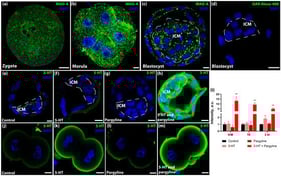Regulation of intracellular serotonin (5-HT) levels during preimplantation development via monoamine oxidase (MAO) activity. (a–c) Representative confocal images showing immunolocalization of MAO-A in a zygote (a), non-compact morula (b), and blastocyst (c). Note the punctate cytoplasmic distribution and dense clusters in the interblastomere zones, inner cell mass (ICM), and trophectoderm (TE). (d) Negative control (secondary antibodies only). (e–h) 5-HT turnover in blastocysts incubated in control KSOM medium (e), 1 μM 5-HT (f), 5 μM pargyline (MAO inhibitor) (g), or 5-HT + pargyline (h). (i) Quantification of 5-HT fluorescence intensity in blastocysts and 2-cell embryos (n = 13 independent litters each). Data are presented as mean ± SEM. Asterisks indicate significant differences compared to the control group (Friedman test with Dunn’s multiple comparisons test: ** p < 0.01). (j–m) 5-HT turnover in 2-cell embryos treated as in panels (e–h). Scale bars: 10 μm.