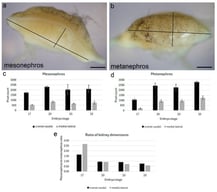Relationship of renal organ size during embryonic development. (a,b) Representative craniocaudal (long axis) and mediolateral (short axis) axes at stage 23 of mesonephric (a) and metanephric (b) kidneys. Scale bars = 50 µm. (c,d) Average lengths of craniocaudal and mediolateral axes for mesonephric (c) and metanephric (d) kidneys at different developmental stages. Single kidneys were measured from five independent embryos for each stage. Error bars represent standard deviation. (e) Mesonephros to metanephros ratio of craniocaudal and mediolateral axis measurements. Average lengths for the mesonephros were divided by average lengths for the metanephros for each axis.