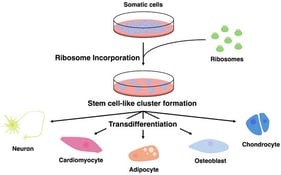 Ribosome incorporation induces stem cell-like cluster formation and multilineage transdifferentiation of somatic cells. Somatic cells incorporate exogenous ribosomes, leading to the formation of stem cell-like cell clusters characterized by increased cellular plasticity. These ribosome-incorporated clusters subsequently exhibit multilineage differentiation potential and can give rise to diverse cell types, including neurons, cardiomyocytes, adipocytes, osteoblasts, and chondrocytes, under appropriate lineage-specific induction conditions. This process occurs without genetic modification and suggests that ribosome incorporation reconfigures the cellular state of somatic cells, enabling broad transdifferentiation capacity.