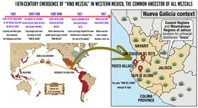 Historical foundations and the emergence of mezcal wine in 16th-century Western Mexico. The illustration depicts the ancestral origins of raicilla following the arrival of the Manila Galleon. The introduction of Asian distillation technology to the coasts of Colima and Nueva Galicia facilitated the processing of endemic Agave varieties into proto-mezcals, such as the wine of the hill “vino del cerro” originating in Talpa de Allende. From these common ancestors arose the modern raicilla, tuxca, bacanora, mezcal, and tequila industries [7,13,14,18].