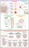 Cellular organization and multilevel regulation of epidermal pigmentation. (A) Schematic representation of the epidermal melanin unit, in which each melanocyte functionally interacts with multiple surrounding keratinocytes, and the sequential cellular processes underlying pigmentation. Melanosomes undergo progressive biogenesis and maturation through stages I–IV within melanocytes, accompanied by melanogenic enzyme loading and melanin deposition. Mature melanosomes are transported toward the dendrites by microtubule-dependent mechanisms and captured at the cell periphery through the Rab27A–melanophilin–myosin Va complex and actin-dependent machinery. Their transfer to keratinocytes may occur through several proposed, non-mutually exclusive mechanisms, including cytophagocytosis, shedding vesicles, membrane-associated transfer, and exocytosis followed by phagocytosis. After uptake, keratinocytes regulate pigment fate through intracellular redistribution, retention, lysosome-like storage, and degradation, while the organization of melanin into supranuclear caps contributes to nuclear photoprotection. (B) Environmental and paracrine modulation of epidermal pigmentation through ultraviolet radiation, inflammatory and hormonal signals, oxidative stress, aging, and dermal–epidermal crosstalk. Pigmentation is dynamically regulated by paracrine signals, environmental stimuli, and dermal–epidermal interactions, which collectively shape melanin production, transfer, and retention. Created in BioRender. Becerra, D. (2026) https://BioRender.com/hyn15da and adapted from published studies [2,4,35,36,38].