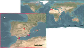 Location of the case studies in Spain. (1) Algeciras (Cádiz); (2) Cartagena (Murcia); (3) Palma de Mallorca (Balearic Islands); (4) River Tagus (Guadalajara, Castilla-La Mancha). Source: Authors’ own elaboration.