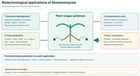 Application–mechanism–endpoint map constructed from the selected original studies. Supporting studies address inoculum production [3,4,5,21], crop performance [2,7,8,9,10,11,12,23,24,25,27], contaminated soils [13,14,15], and plant metabolites [16,17,18,19,20]. M denotes mechanistic evidence, C controlled proof of concept, and F field observations; these categories describe study setting and scope, not a formal risk-of-bias grade. The figure does not pool effect sizes or imply equivalent support across domains.