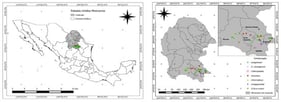 Collection localities of cladodes of the seven species of the genus Opuntia, in the southeast of Coahuila, Mexico.