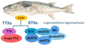 Chemical structure of analyzed TTXs.
