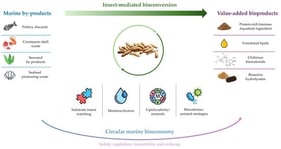 Overall framework of insect-mediated bioconversion of marine by-products into functional aquafeed ingredients and value-added bioproducts. Major marine feedstock classes include fish-processing residues, aquaculture residues, crustacean shell waste, seaweed residues, and other marine side streams. Through insect larval rearing combined with pretreatment and formulation strategies, such as moisture control, particle-size reduction, fermentation, and co-substrate blending, these heterogeneous substrates can be converted into insect meal/protein fractions, insect oil/lipid fractions, chitin- and chitosan-containing fractions, bioactive hydrolysates, and frass. These product streams can support aquafeed formulation, functional feed additives, biomaterials, and agricultural nutrient recovery.