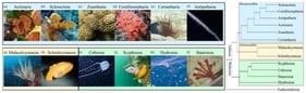 Representative diversity of the phylum Cnidaria, showing the three subphyla: Anthozoa, Medusozoa, and Endocnidozoa. Phylogeny follows previous studies [7,10]. (a) Actinia equina; (b) Acropora palmata; (c) Palythoa caribaeorum; (d) Corynactis californica; (e) Pachycerianthus delwynae; (f) Stichopathes luetkeni; (g) Eunicella singularis; (h) Ptilosarcus gurneyi; (i) Carybdea marsupialis; (j) Chrysaora fuscescens; (k) Physalia physalis; (l) Calvadosia campanulata. Photograph sources and Creative Commons license attributions are provided in Table S1.