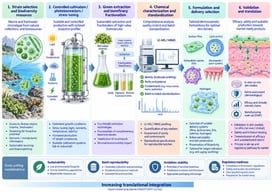 From photosynthetic resource to validated dermocosmetic product. The development pathway progresses from strain selection and controlled cultivation to green extraction/biorefinery, chemical characterization and standardization, formulation and delivery selection, and translational validation. Cross-cutting considerations include sustainability, batch reproducibility, oxidation stability, and regulatory readiness. Figure created using OpenAI ChatGPT (GPT-5.6 Sol).
