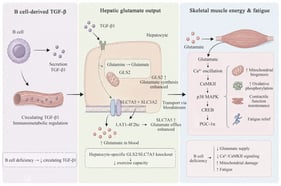 B-cell–TGF-β1–liver–muscle glutamate axis in exercise-induced fatigue-regulation B cells secretes TGF-β1, which acts on hepatocytes to transcriptionally upregulate GLS2 and the amino acid transporter SLC7A5, thereby promoting glutamate synthesis and release in the liver. Glutamate enters skeletal muscle via the bloodstream, activates the Ca2+/CaMKII signaling pathway, and stimulates mitochondrial biogenesis, thus maintaining muscle contractile function and alleviating exercise-induced fatigue. Conversely, B-cell deficiency or liver-specific knockout of these key genes disrupts this metabolic axis, leading to insufficient glutamate supply and mitochondrial structural damage, thereby exacerbating exercise-induced fatigue. Upward arrows indicate upregulated expression or enhanced activity of corresponding molecules and pathways, while downward arrows indicate downregulated expression or impaired function.