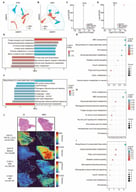 Spatial metabolomics reveals local metabolic reprogramming in nasopharyngeal carcinoma (NPC). (A,B) UMAP projections of MSI data in positive-ion (POS) and negative-ion (NEG) modes. (C,D) Volcano plots from the exploratory pixel-level spatial screen (FDR < 0.05; FC > 1.2 or FC < 0.83); red, higher pixel-level mean intensity in NPC; blue, lower pixel-level mean intensity in NPC. Dashed vertical lines indicate the fold-change thresholds (log2 FC = +0.26 for FC > 1.2, and log2 FC = −0.27 for FC < 0.83), and the dashed horizontal line indicates the significance threshold (FDR = 0.05; −log10(0.05) = 1.30).These thresholds do not denote biological specimen-level significance. (E,F) GSEA of pathways in POS and NEG modes; bars, normalized enrichment scores (NES). (G–I) Over-representation analysis (ORA); bubble size, number of hits; color intensity, FDR. (J) H&amp;E staining (top) and corresponding AFADESI-MSI ion images of PS(18:1/20:2), betaine, DPA, and AdA (below); color scale, normalized ion intensity (blue, low; red, high). Panel (J) shows illustrative images from one NPC and one chronic-inflammation specimen, rather than a display of all six biological specimens. The quantitative sensitivity analysis used all six biological specimens as described in Section 2.4; none of the four metabolites was significant after BH correction. AFADESI-MSI, air flow-assisted desorption electrospray ionization mass spectrometry imaging; MSI, mass spectrometry imaging; UMAP, uniform manifold approximation and projection; FDR, false discovery rate; GSEA, gene set enrichment analysis; ORA, over-representation analysis; H&amp;E, hematoxylin and eosin.